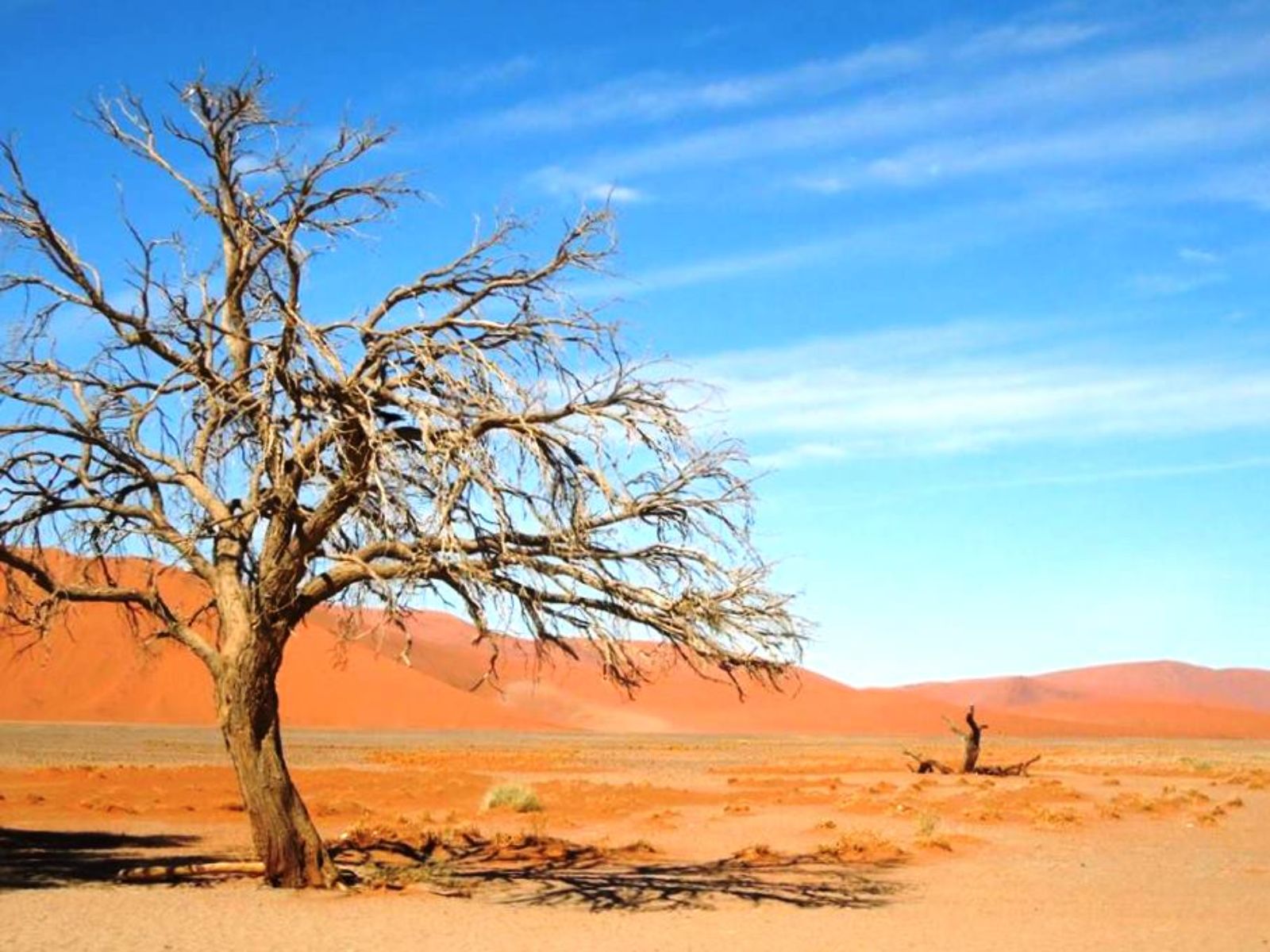 Rondreis Namibië, Sossusvlei, zandduinen en boom