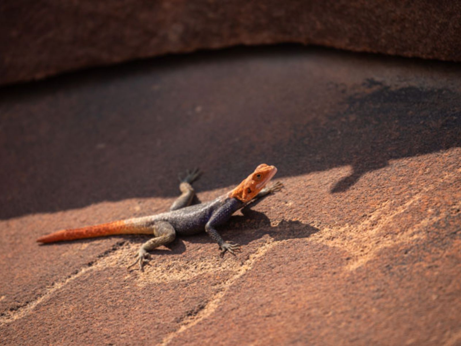 Rondreis Namibië, Twyfelfontein, Gecko