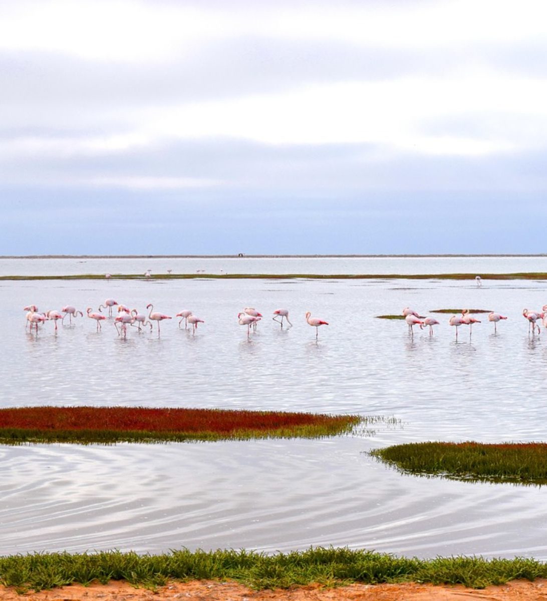 Rondreis Namibië, Walvisbaai, Flamino's in water