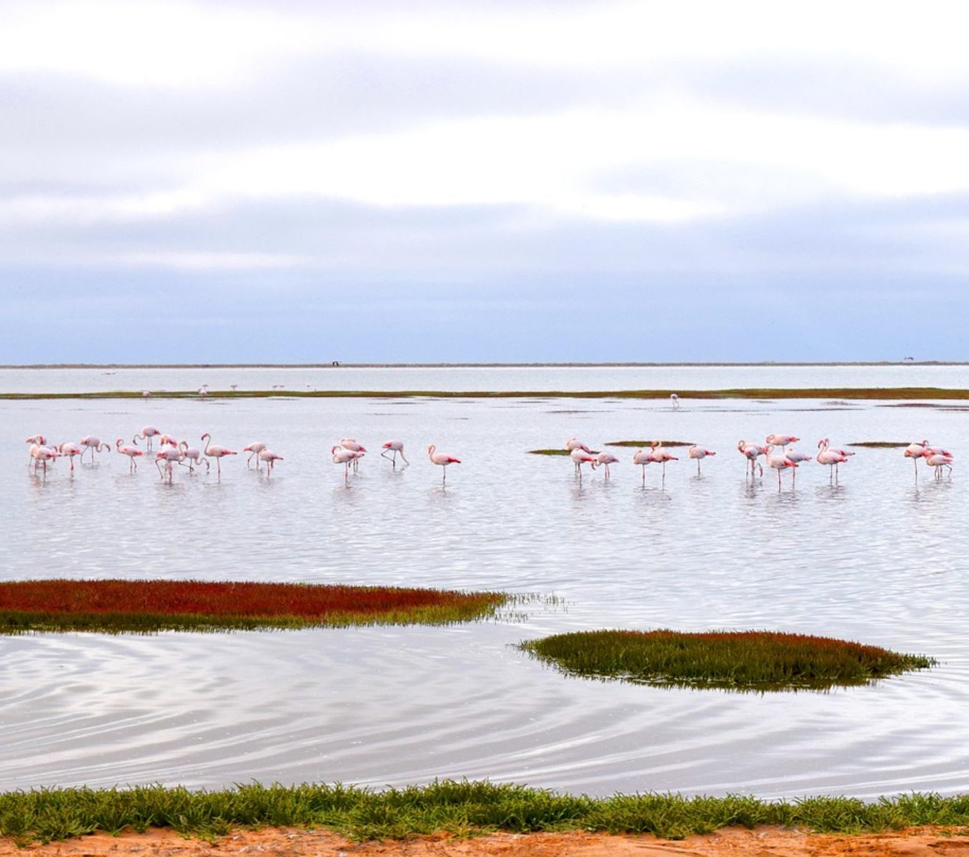 Rondreis Namibië, Walvisbaai, Flamino's in water