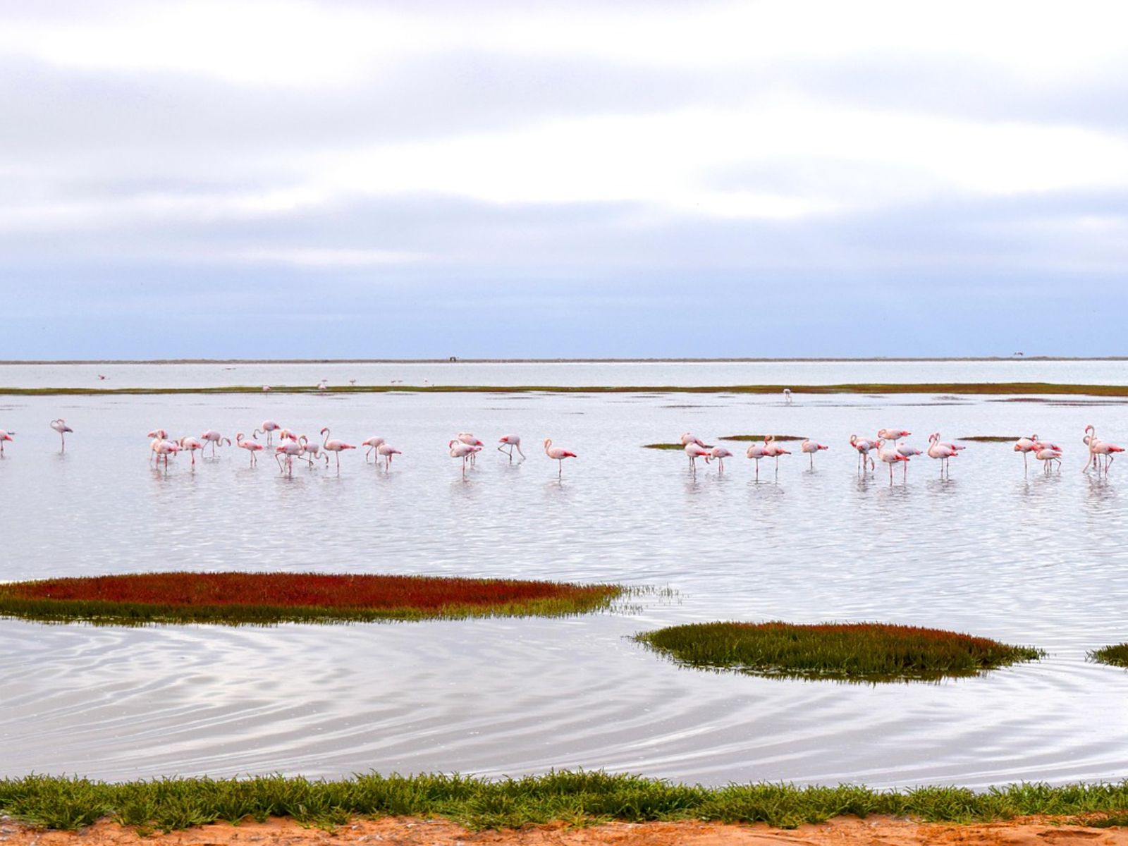 Rondreis Namibië, Walvisbaai, Flamino's in water