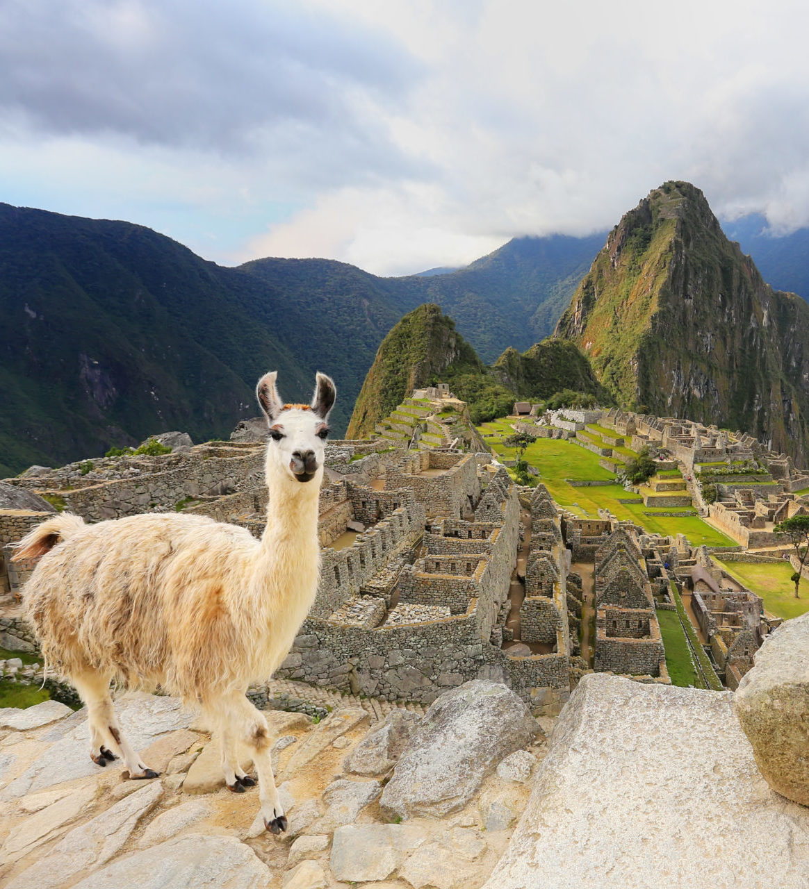 Rondreis Peru, Machu Picchu, Lama