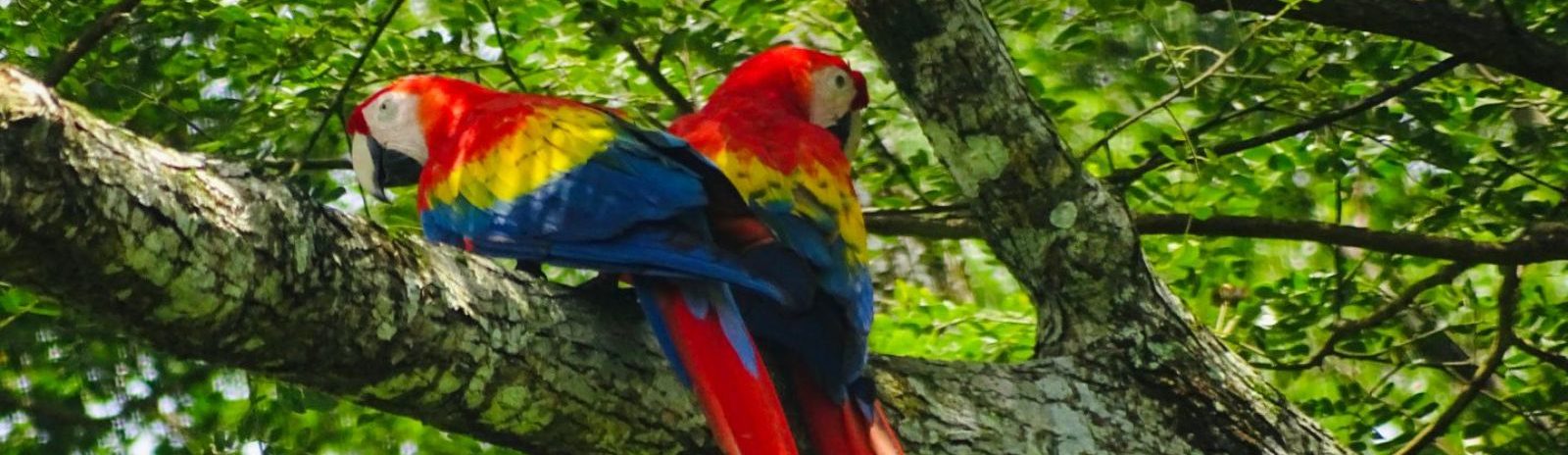 Rondreis Costa Rica, Papegaai