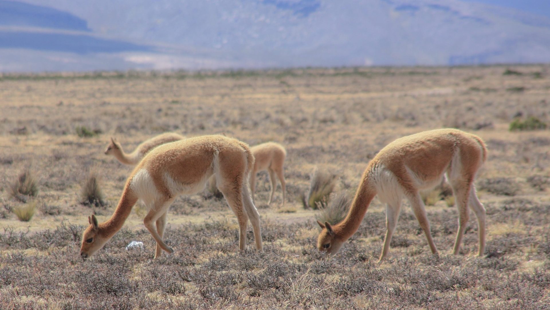 Rondreis bolivia, Altiplano