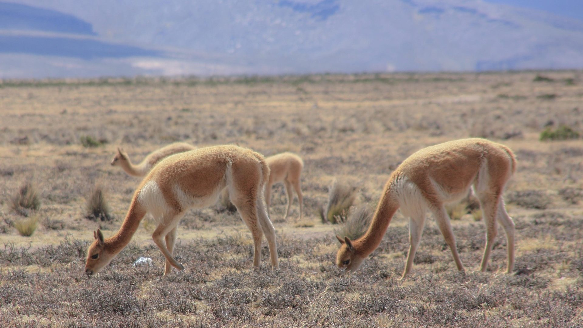 Rondreis Bolivia, Altiplano, dieren