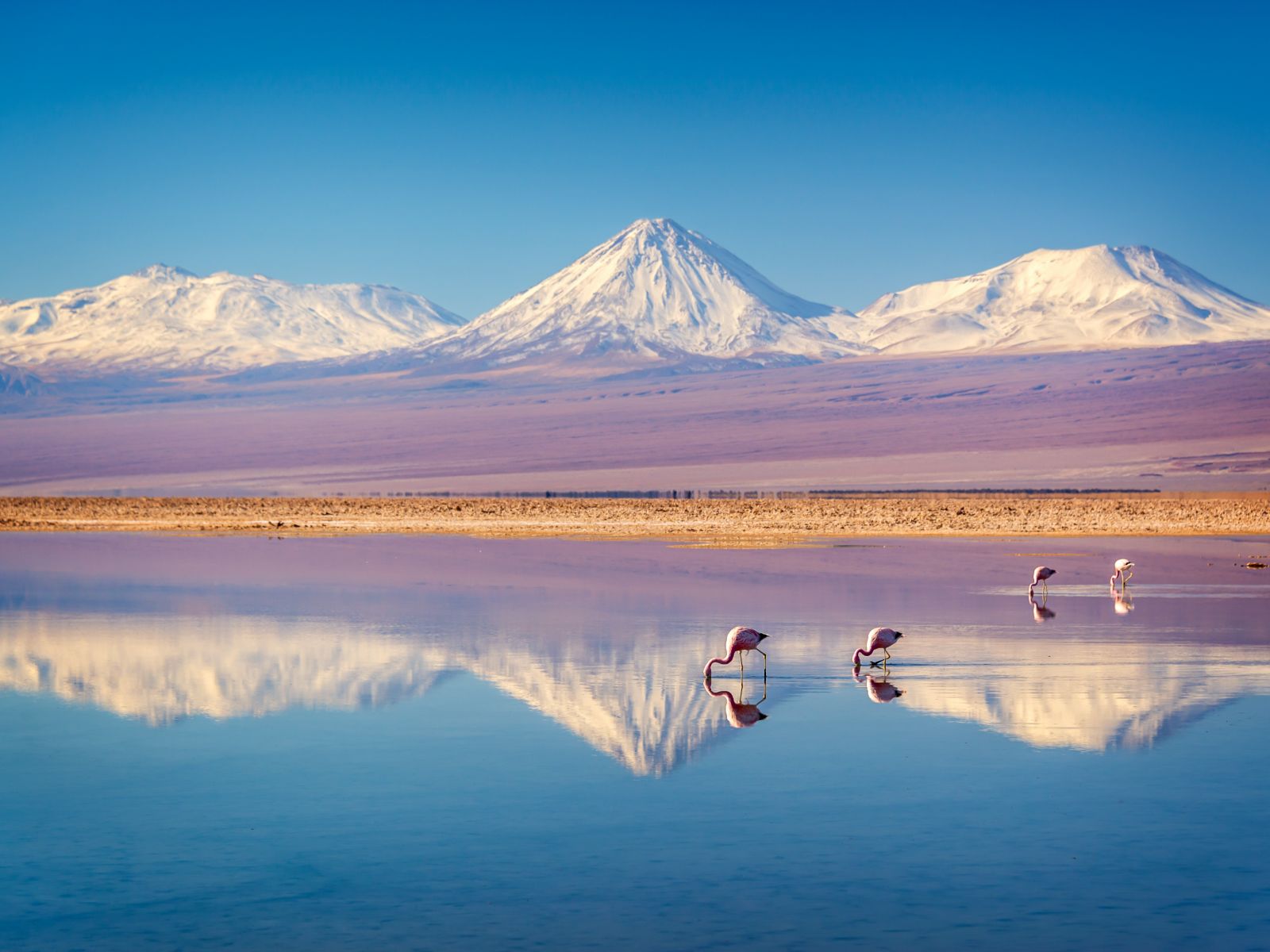 Rondreis Chili, San pedro de Atacama, besneeuwde vulkaan met flamingo's op de voorgrond