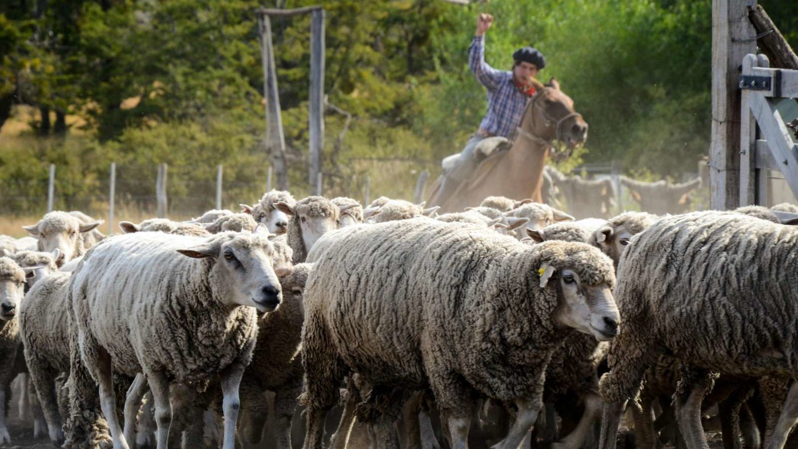 rondreis argentinie el calafate estancia, schapen op de weg