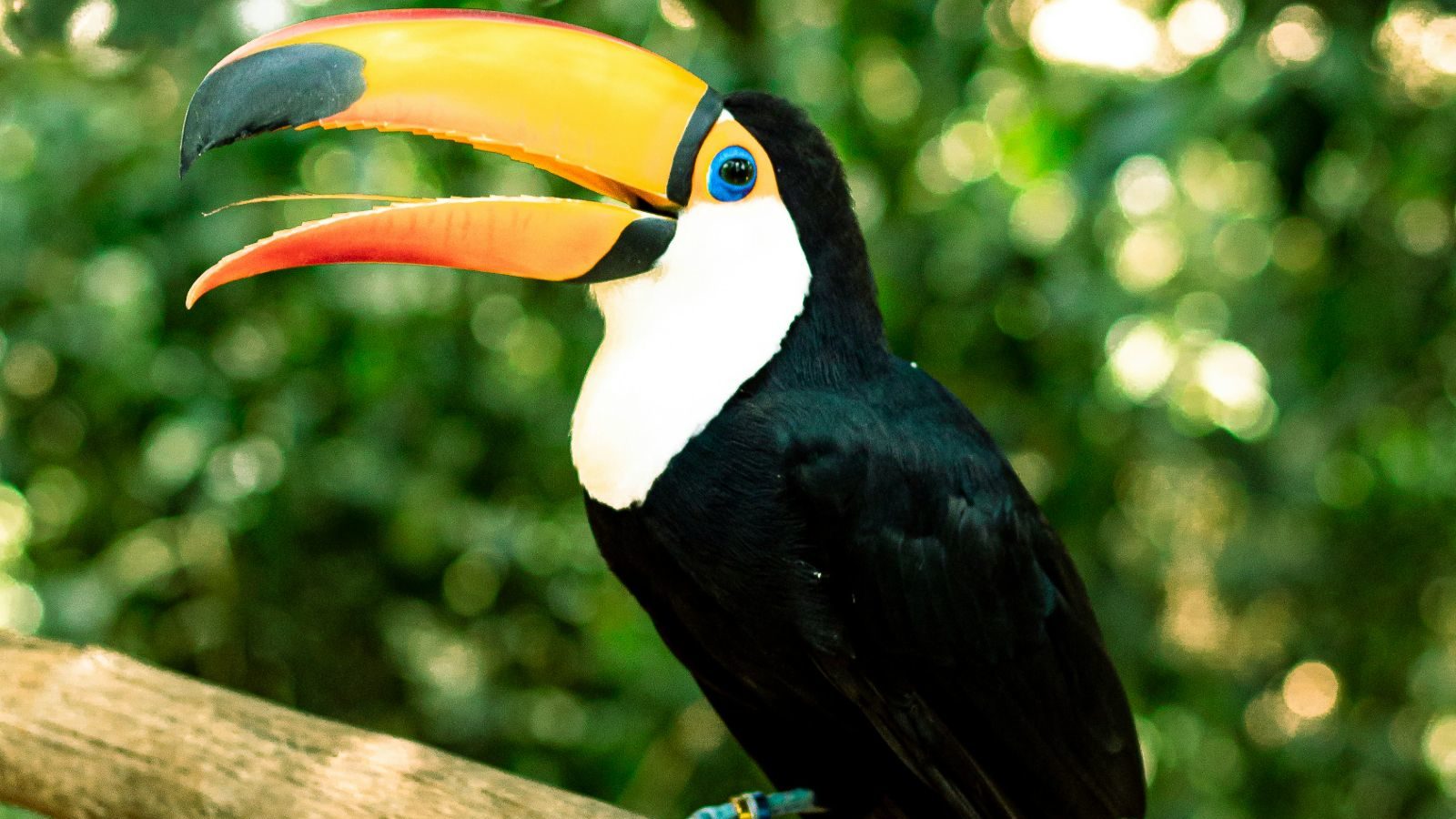 Rondreis Argentinië, Iguazu, Toekans