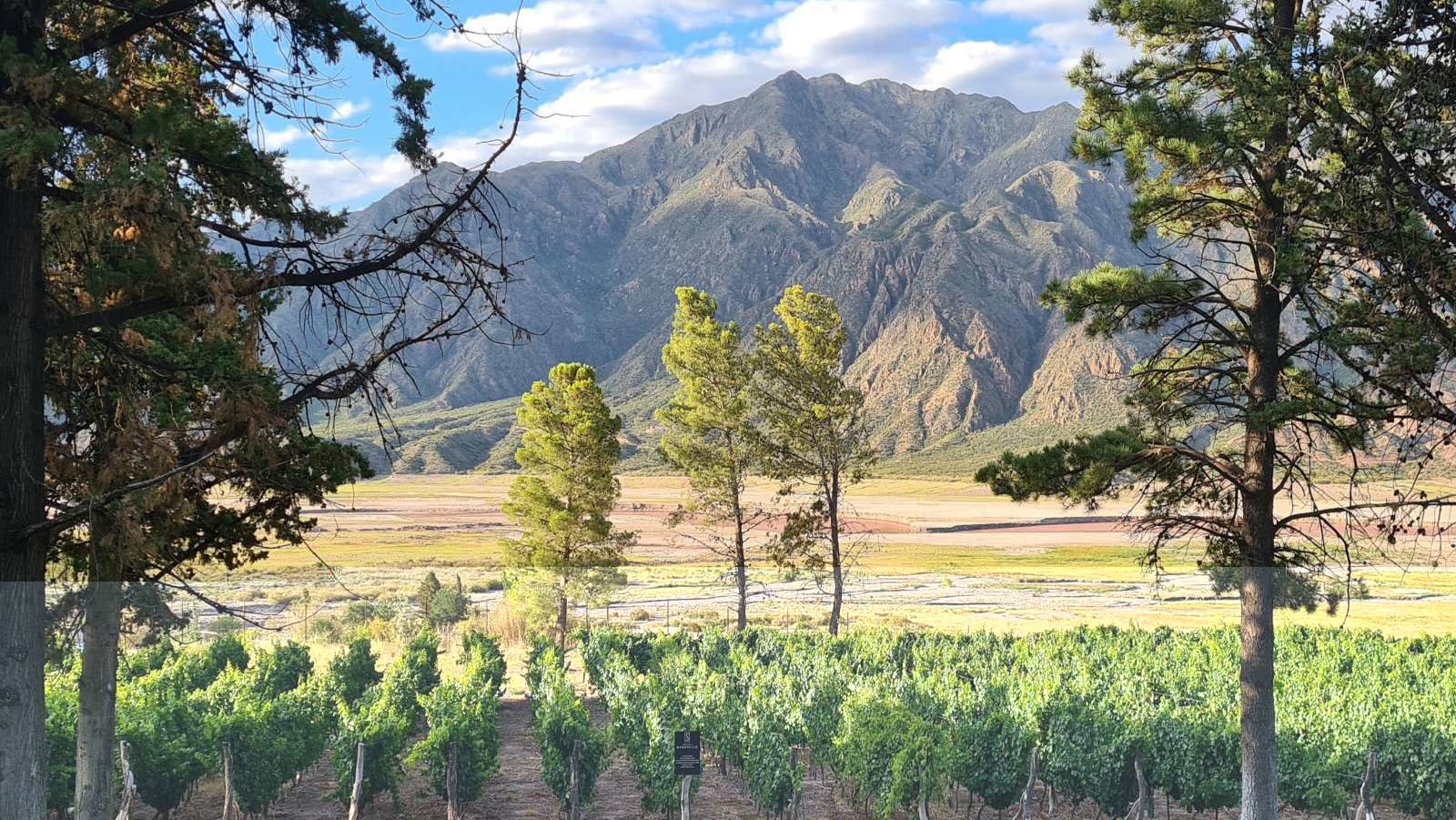 rondreis Argentinië, Mendoza, wijnvelden met berg op de achtergrond