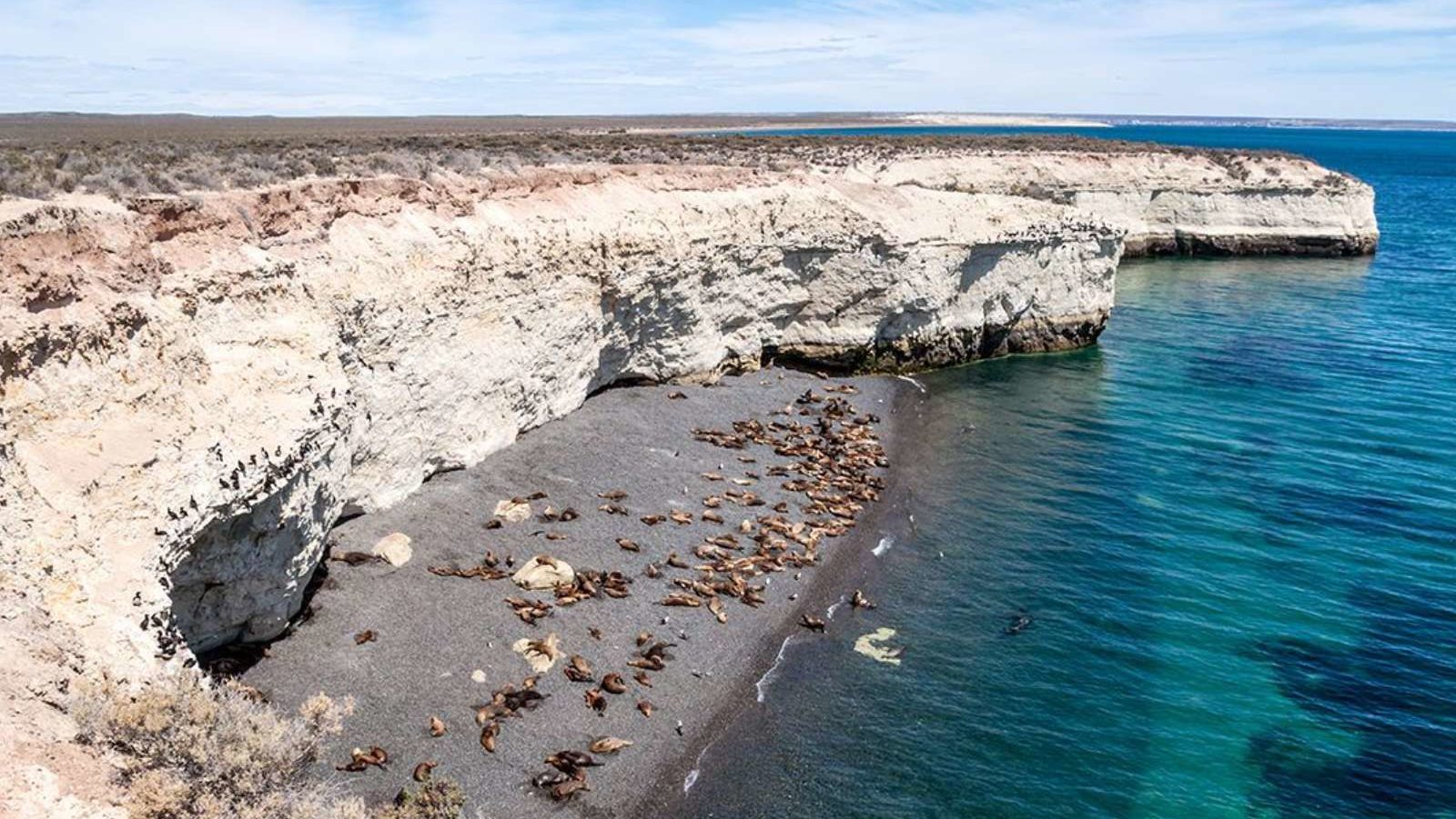 rondreis argentinie valdes puerto madryn, zeehonden aan de kust