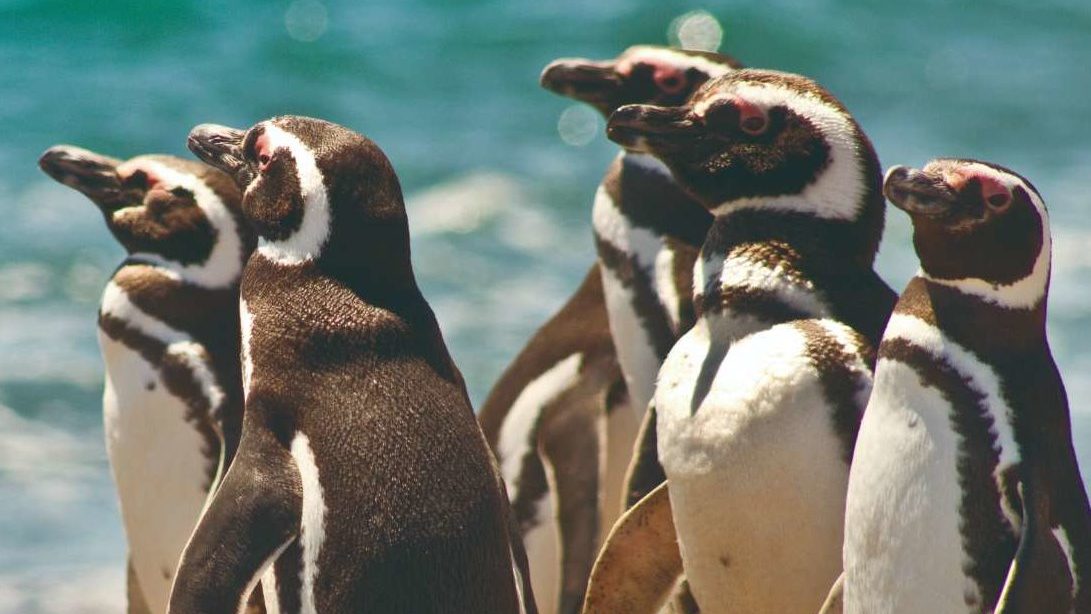 rondreis argentinie valdes puerto madryn, pinguïns