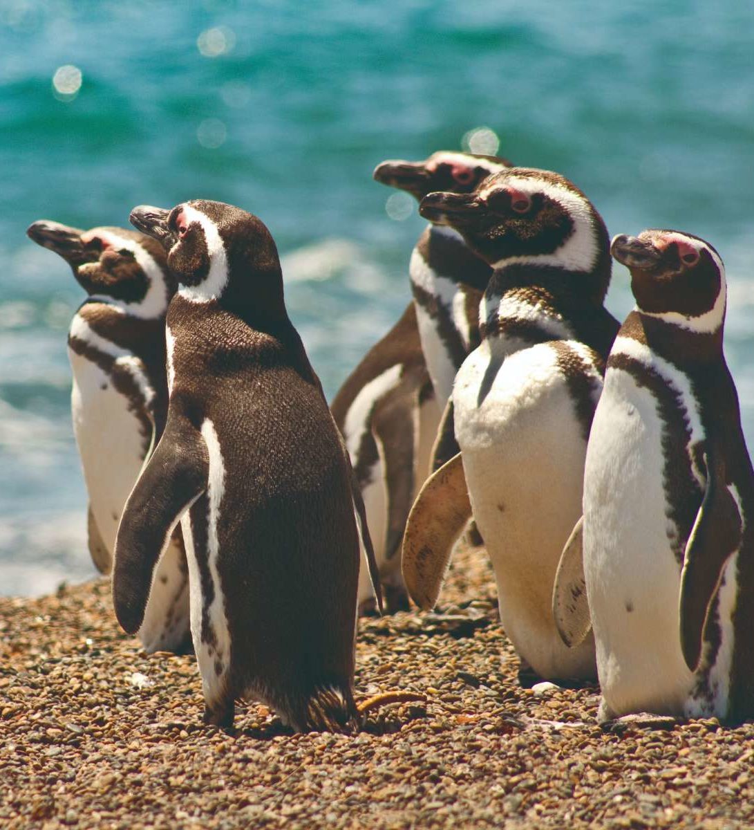 rondreis-argentinie-valdes-puerto-madryn-hoogtepunt-7-aspect-ratio-382-420