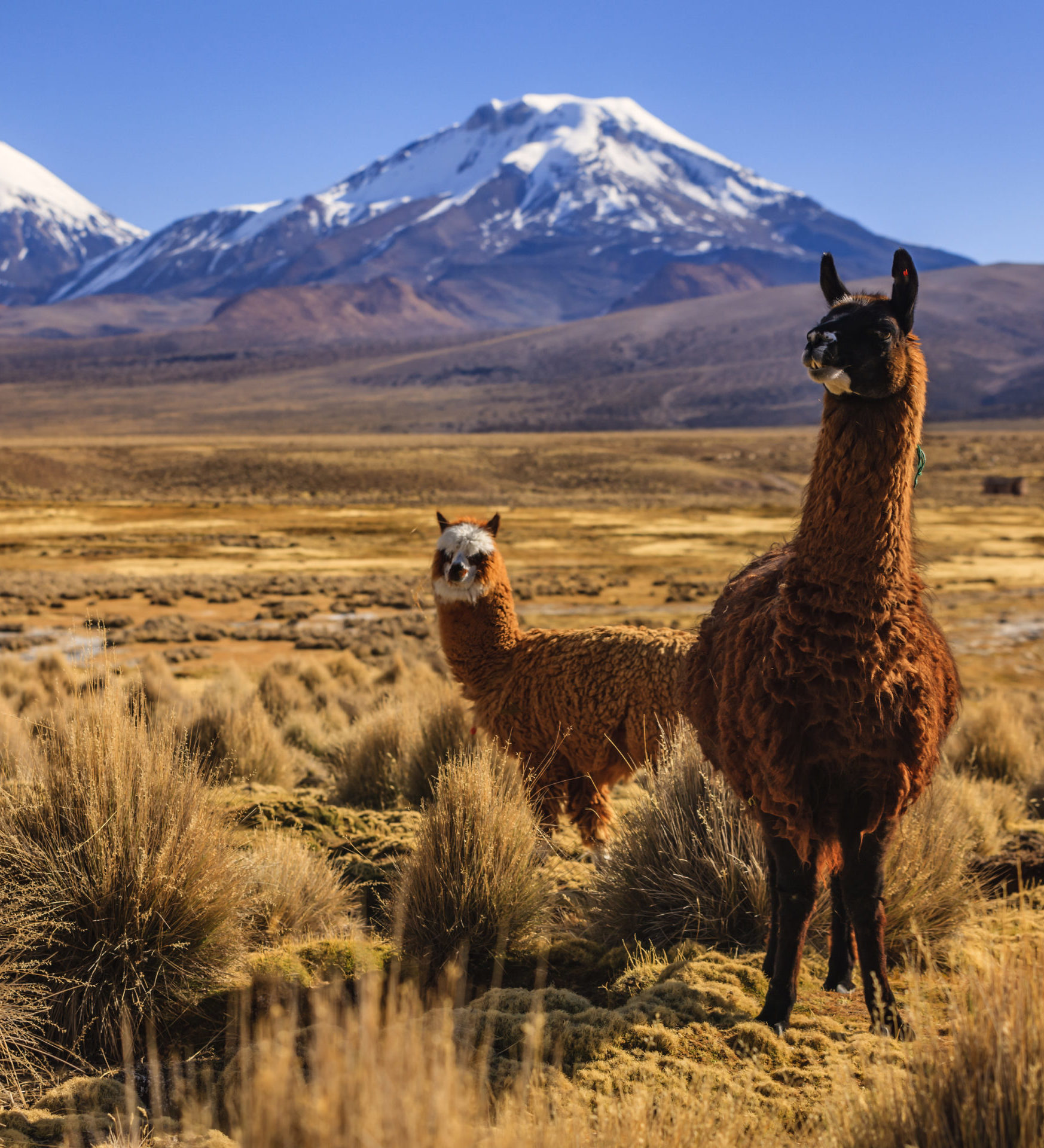 Rondreis Bolivia, Andes header