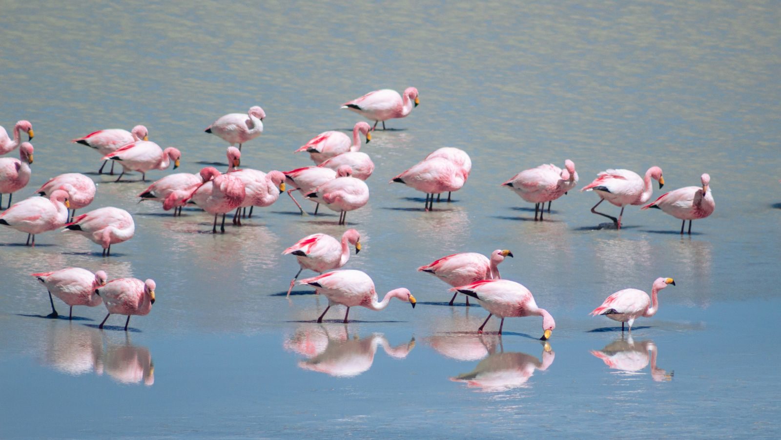 Rondreis Bolivia, Salar de Uyuni, vogels