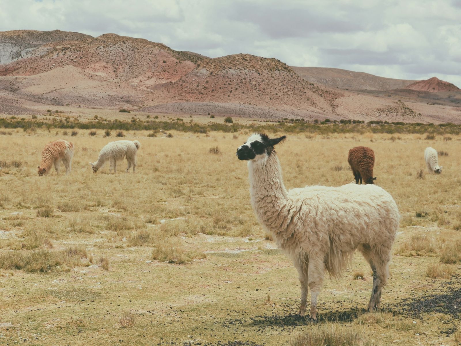 rondreis bolivia tupiza hoogtepunt 1