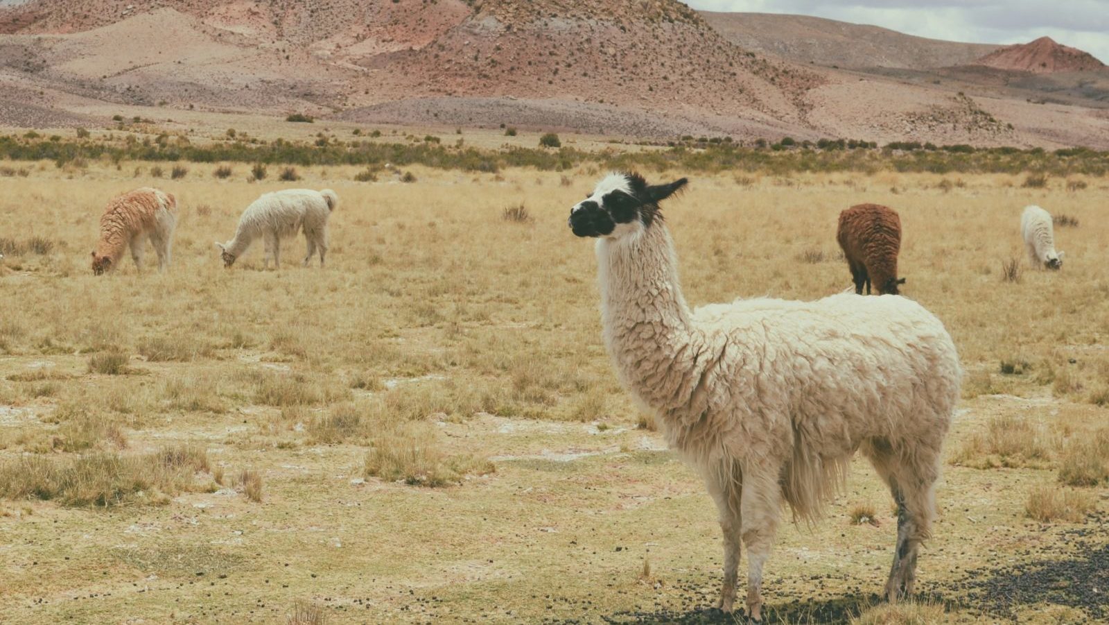 Rondreis Bolivia, Tupiza, vlaktes met lama's