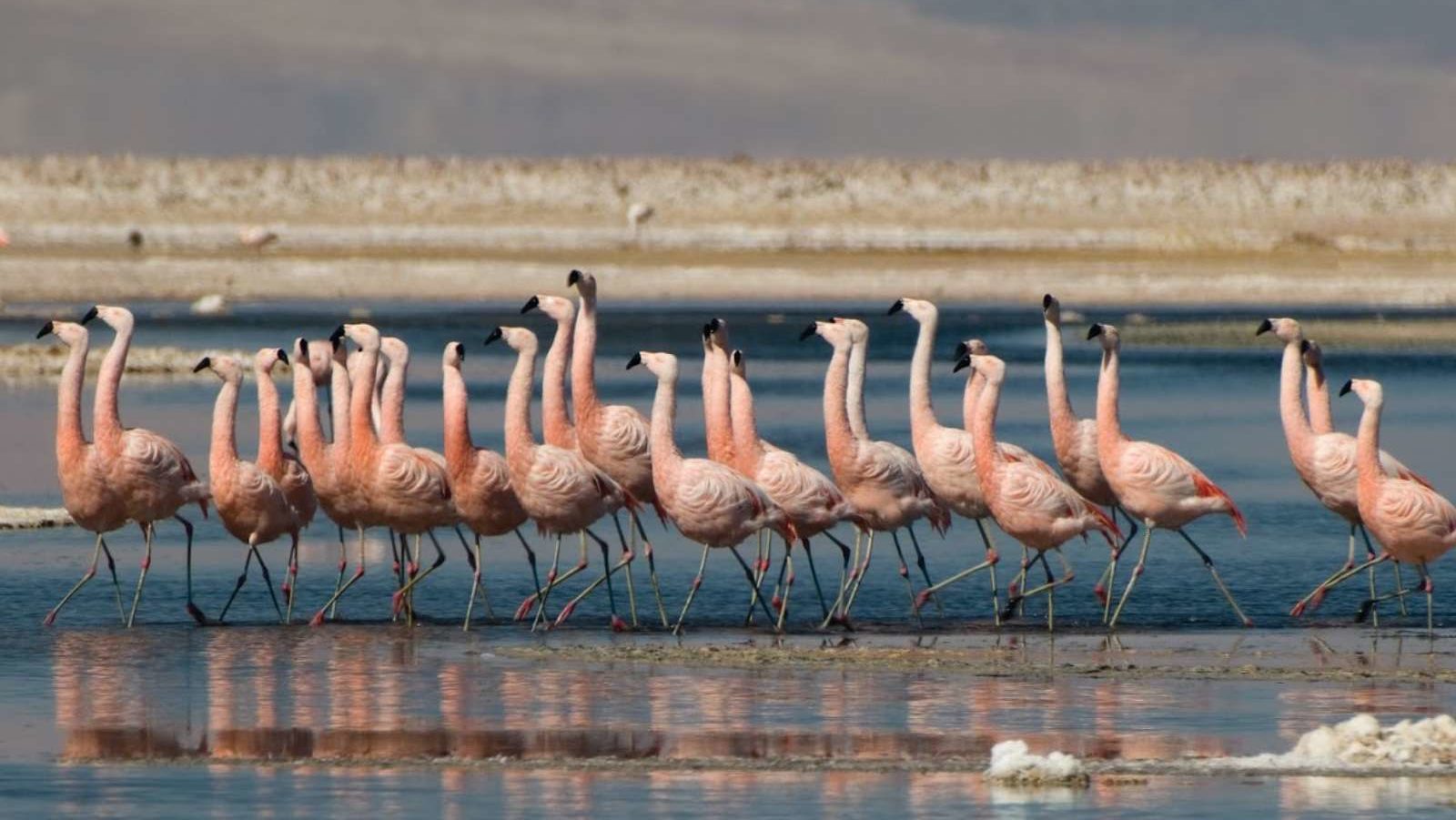 rondreis chili san pedro de atacama, flamingos