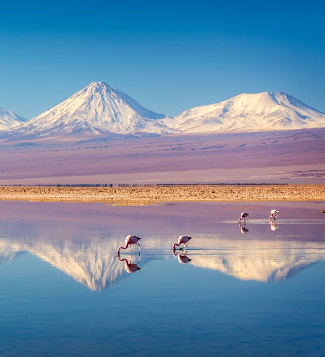 Rondreis Chili, San Pedro de Atacama, Flamingo's en bergen