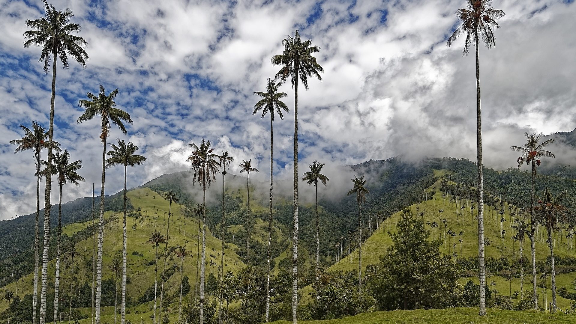 rondreis colombia armenia valle de cocora, vallei