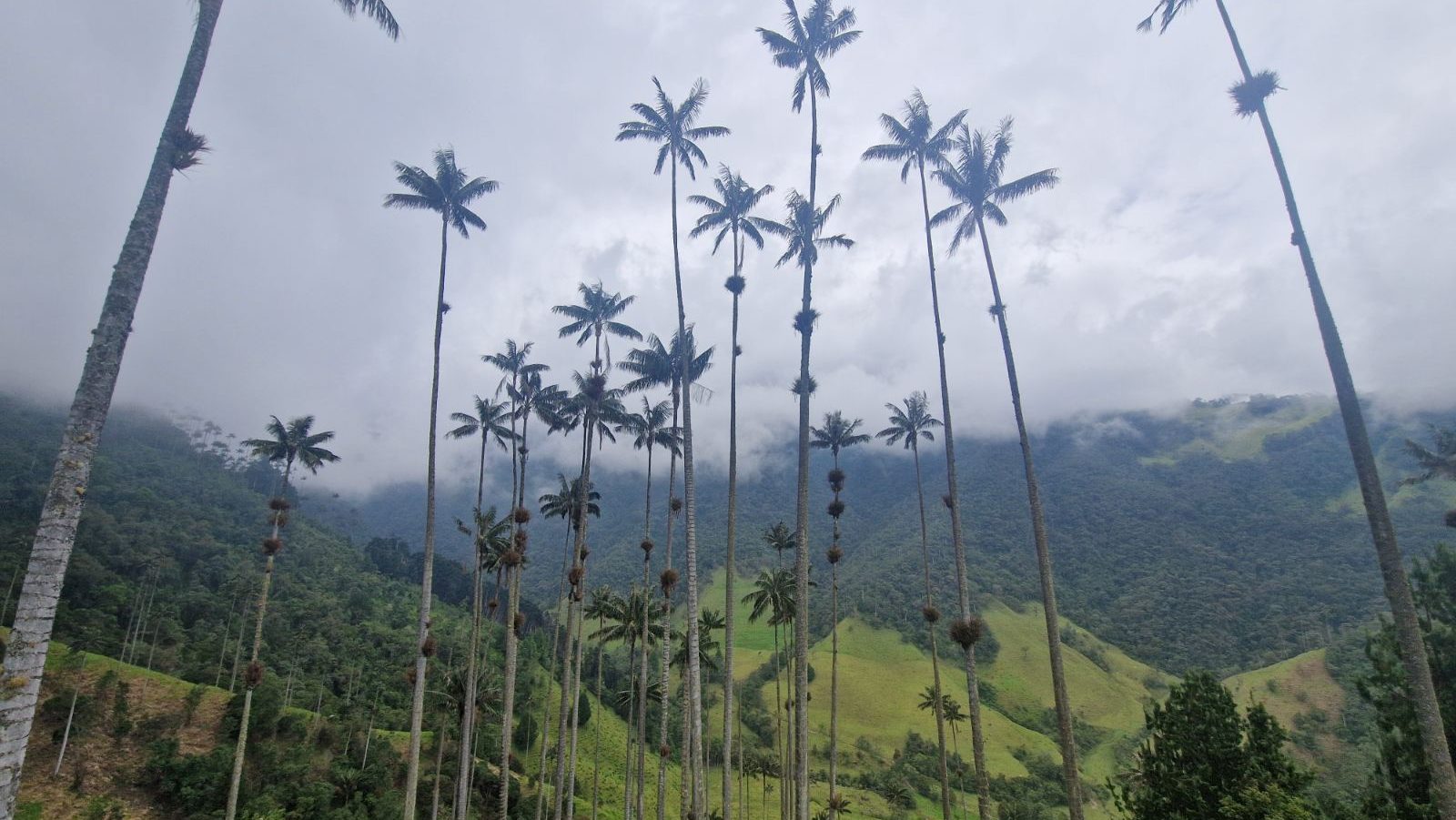 rondreis colombia, koffieregio bomen