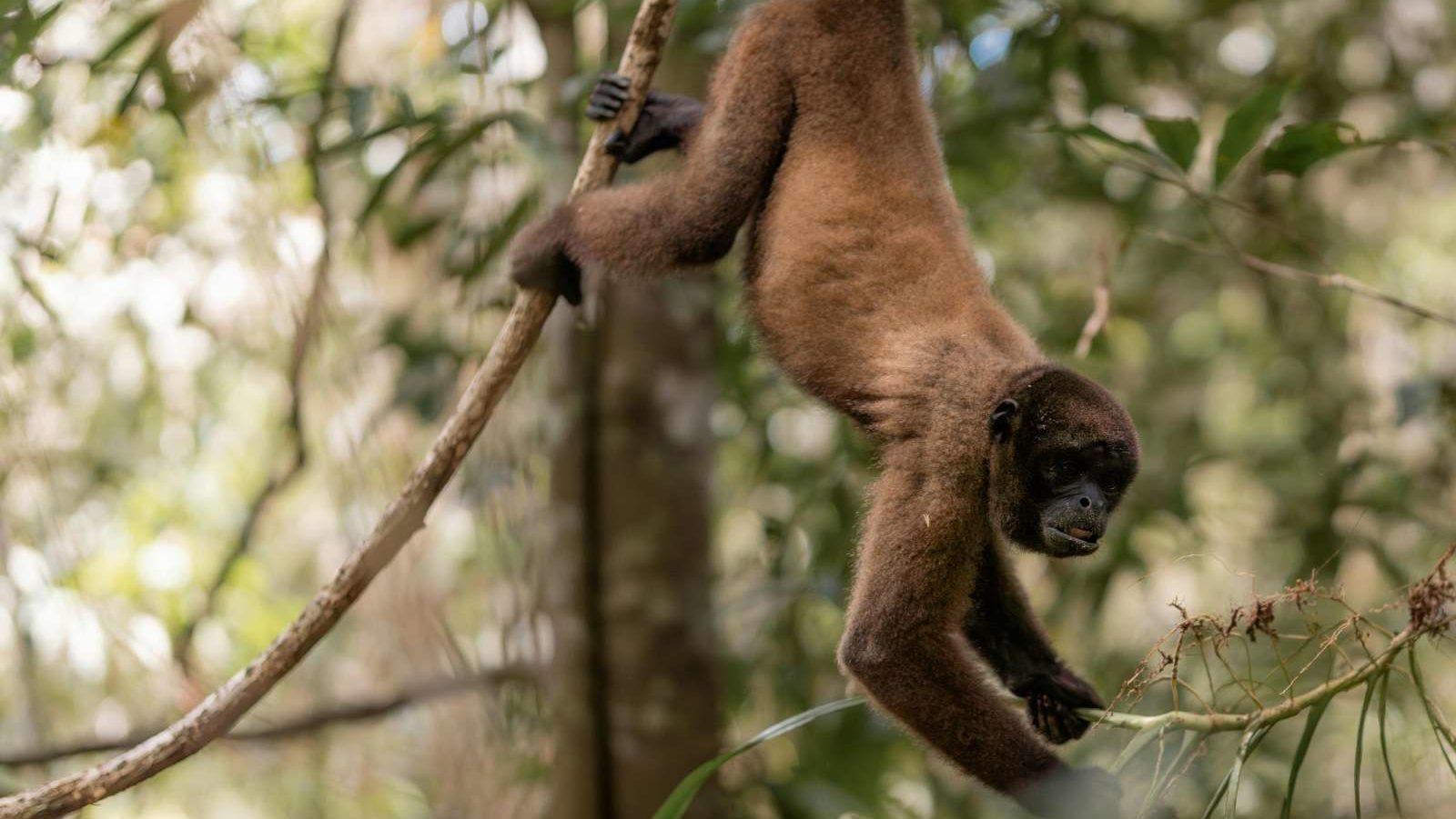 rondreis colombia leticia amazone jungle, aap