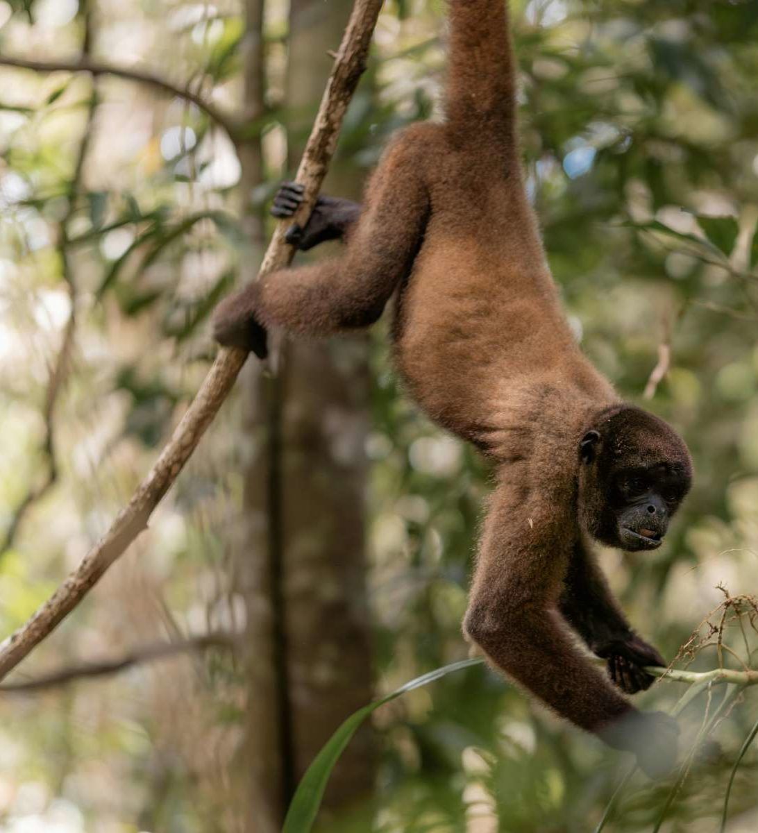 rondreis-colombia-leticia-amazone-jungle-hoogtepunt-3-aspect-ratio-382-420