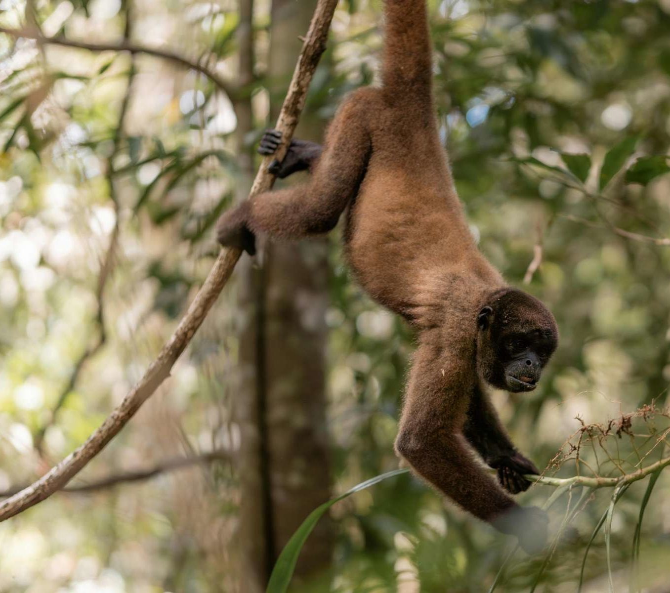 rondreis-colombia-leticia-amazone-jungle-hoogtepunt-3-aspect-ratio-565-500