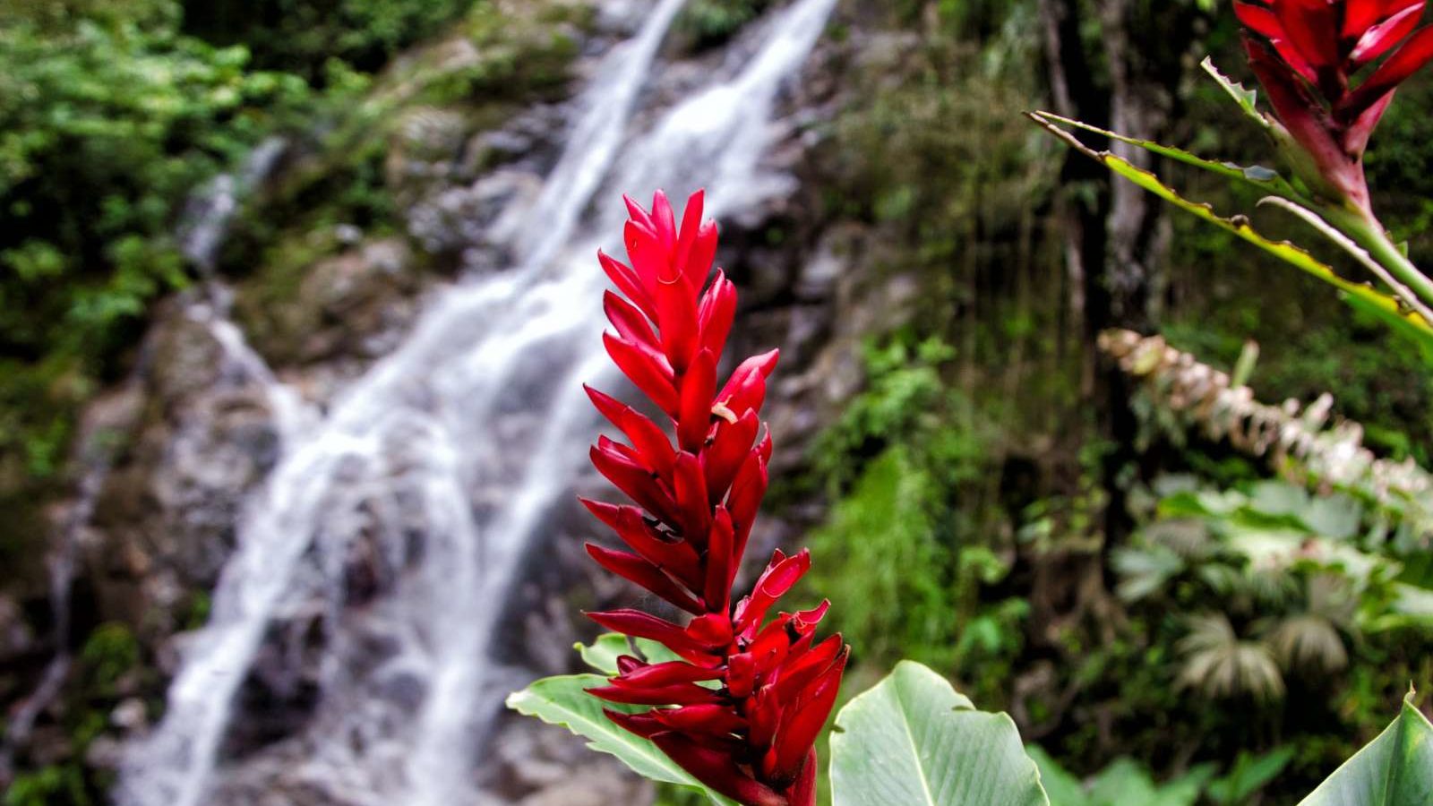 rondreis colombia minca, rode bloem voor een waterval