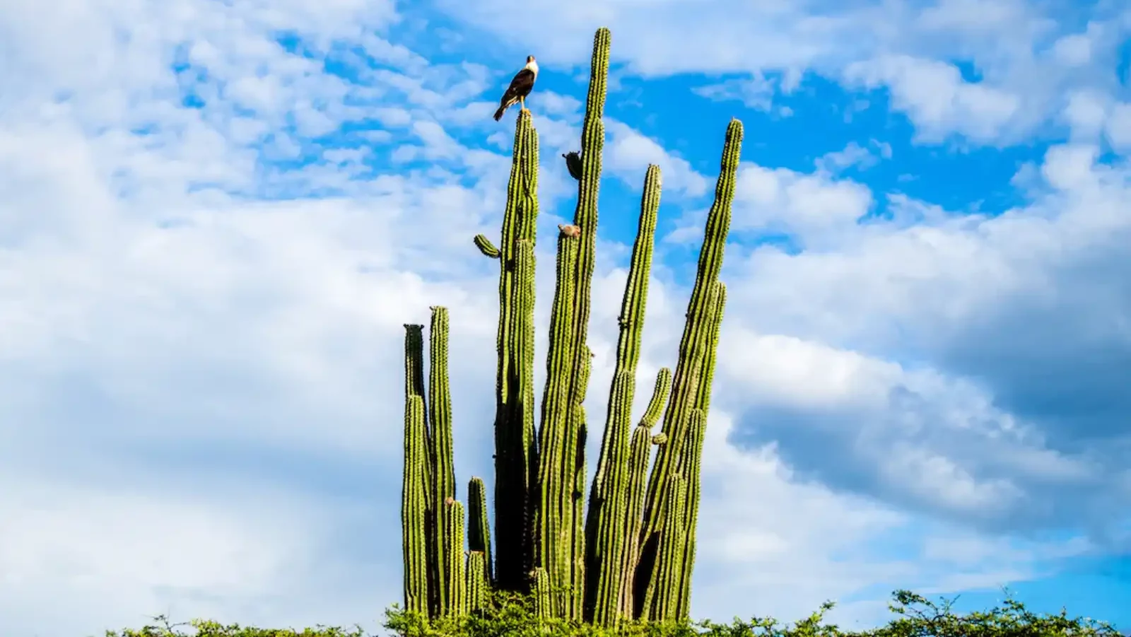 rondreis colombia, tatacoa woestijn (neiva) cactus met vogel