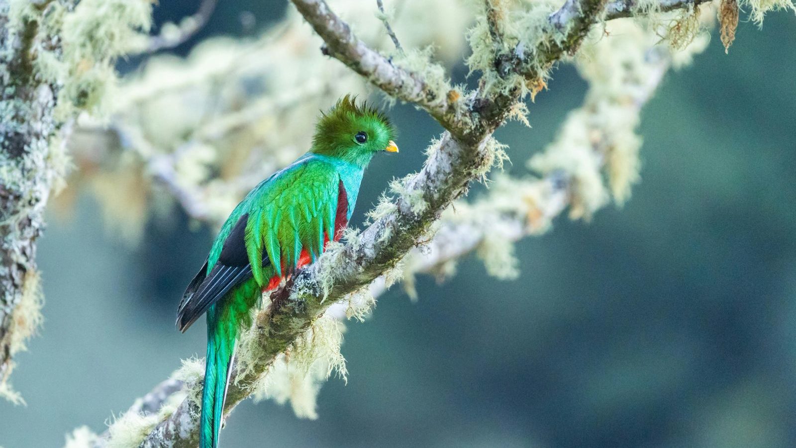 Rondreis Costa Rica, San gerardo de dota, vogel