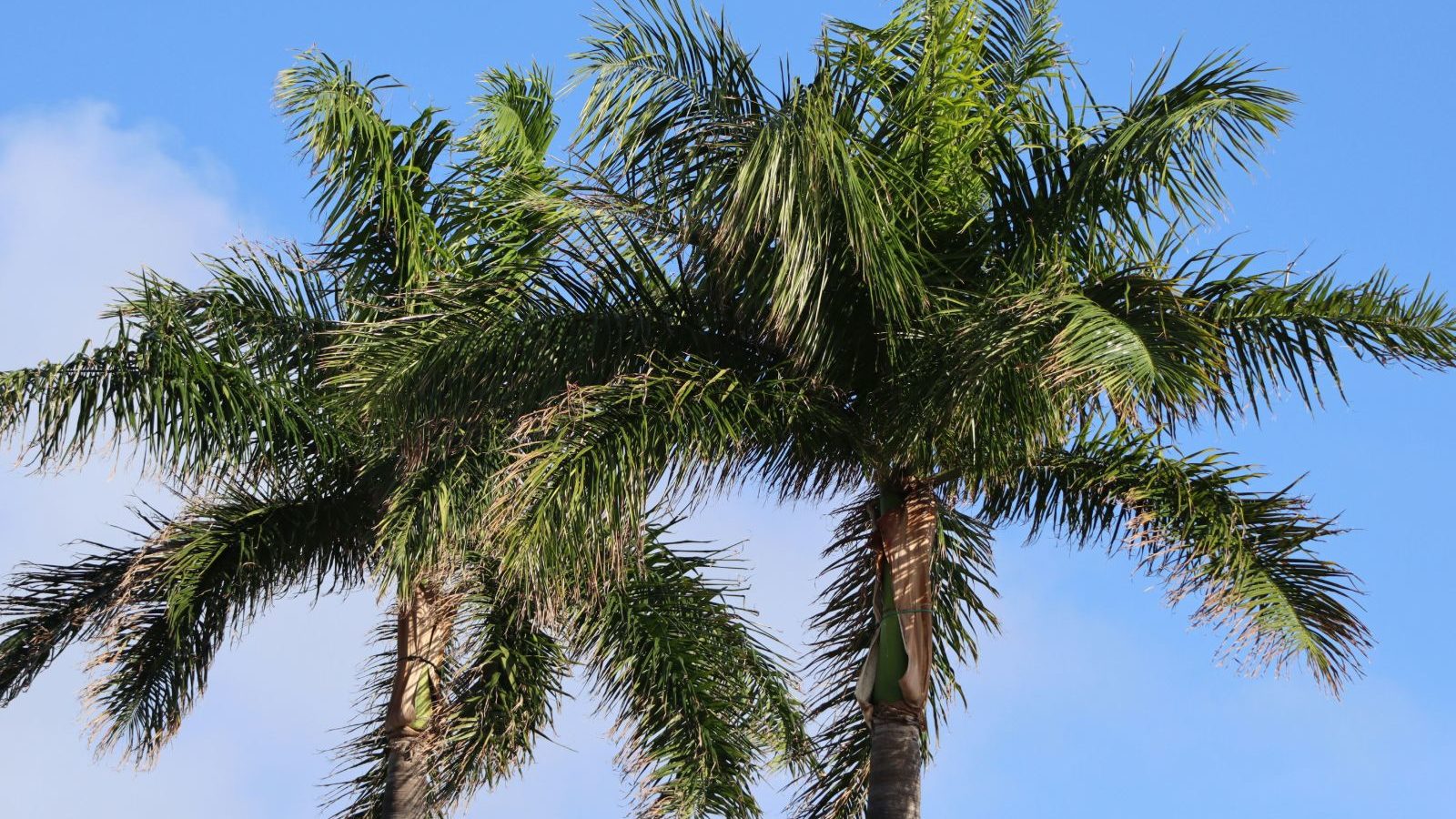 Rondreis Cuba, Jibacoa, palmbomen