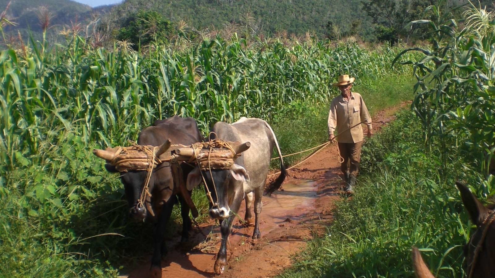 Rondreis Cuba, Vinales, Vallei