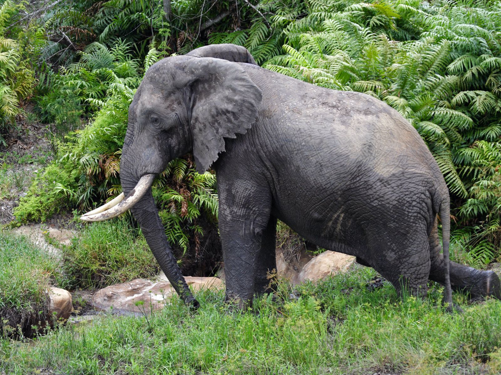 rondreis kenia, shimba hills, olifant