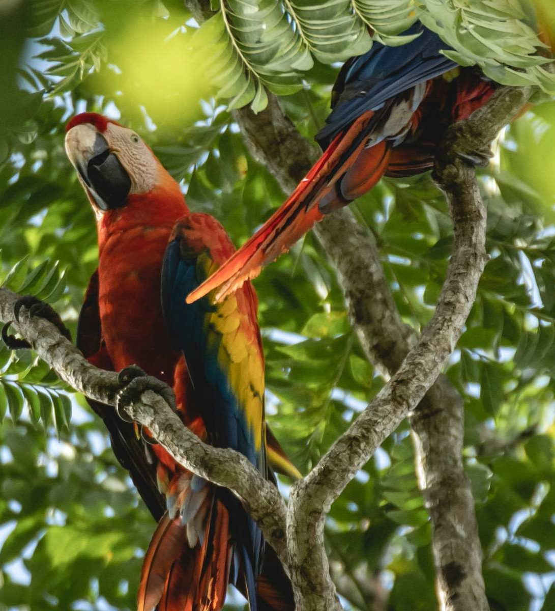 rondreis peru amazon jungle , vogels in de boom