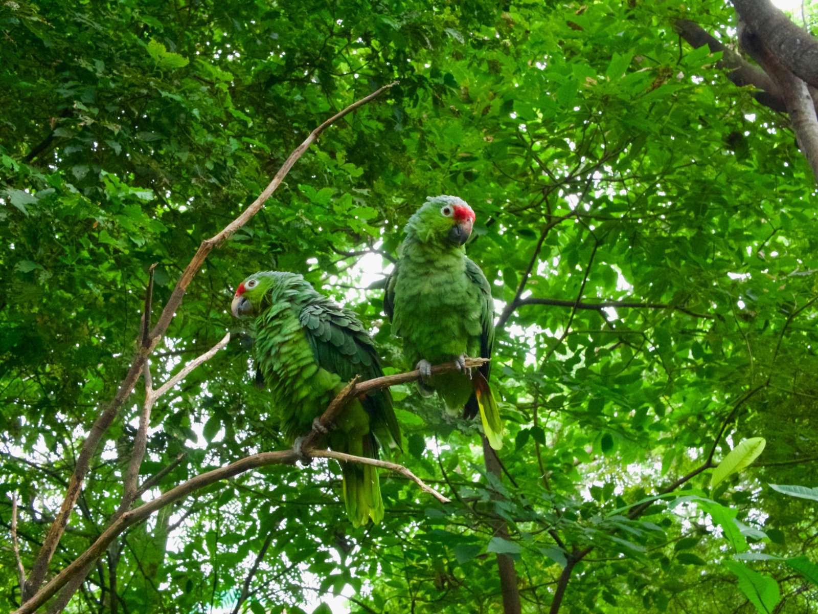 rondreis peru amazone jungle papegaaien