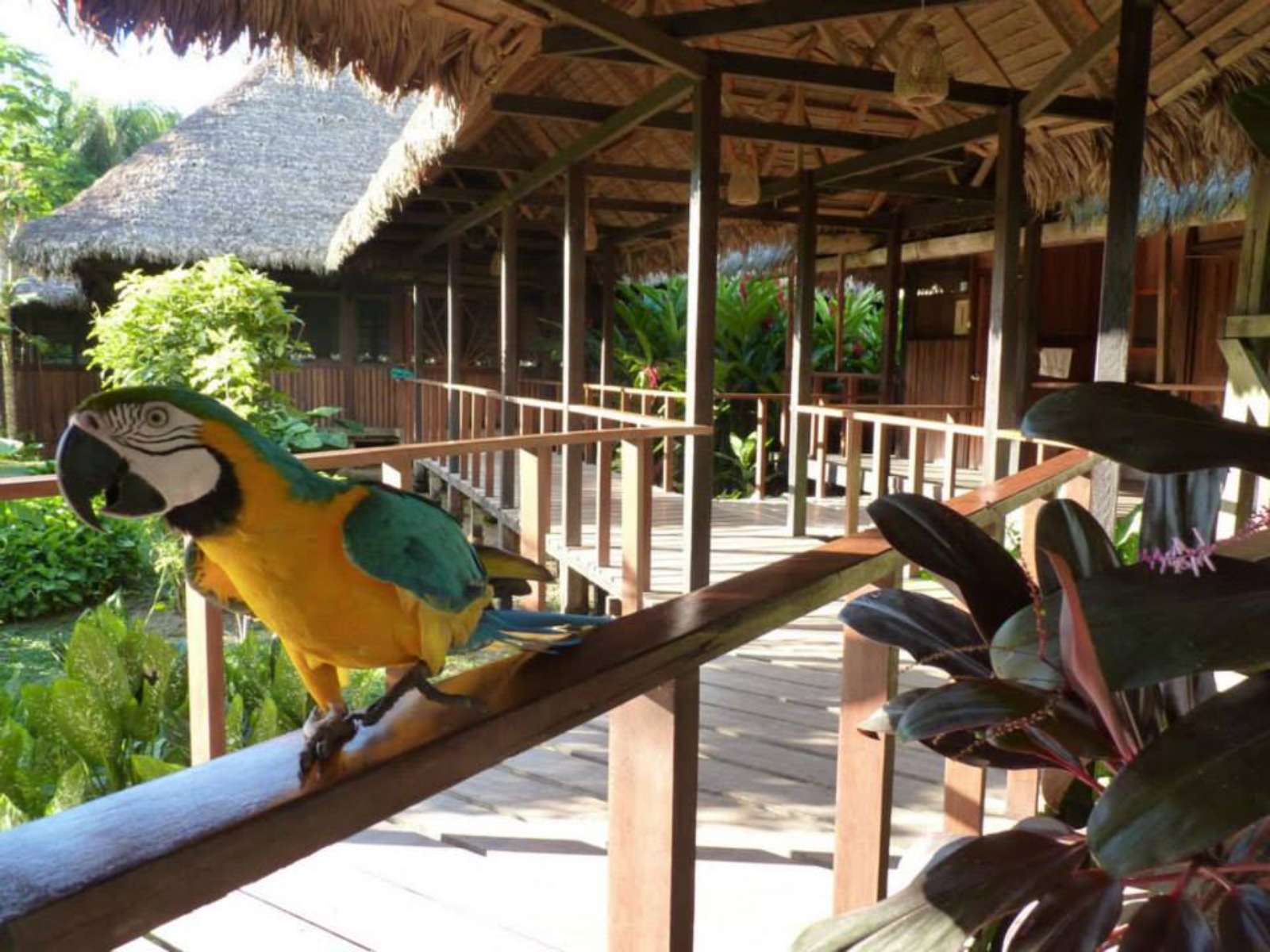rondreis peru amazone puerto maldonado corto maltes amazonia lodge Papegaai