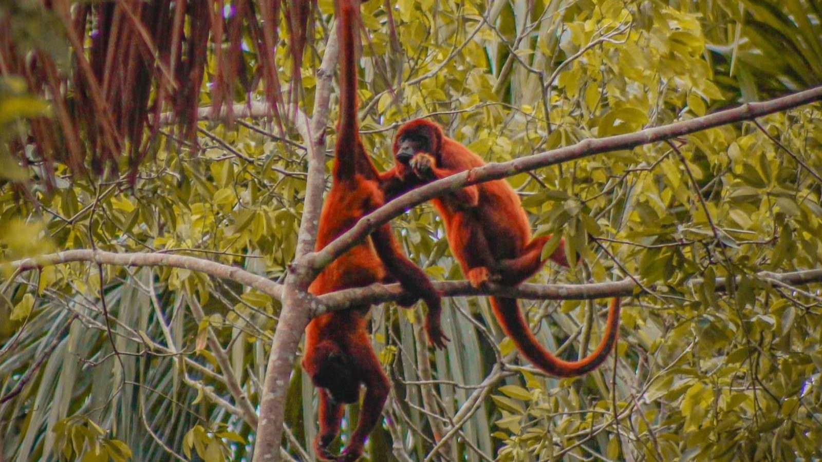 rondreis peru amazone puerto maldonado corto maltes amazonia lodge apen
