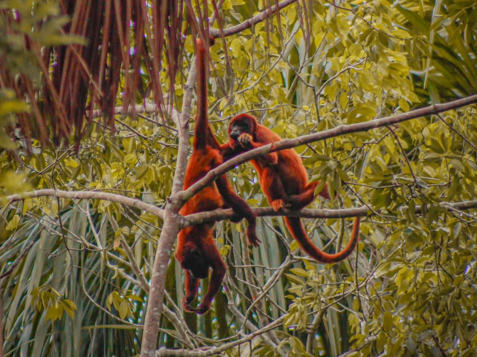 rondreis peru amazone puerto maldonado corto maltes amazonia lodge apen