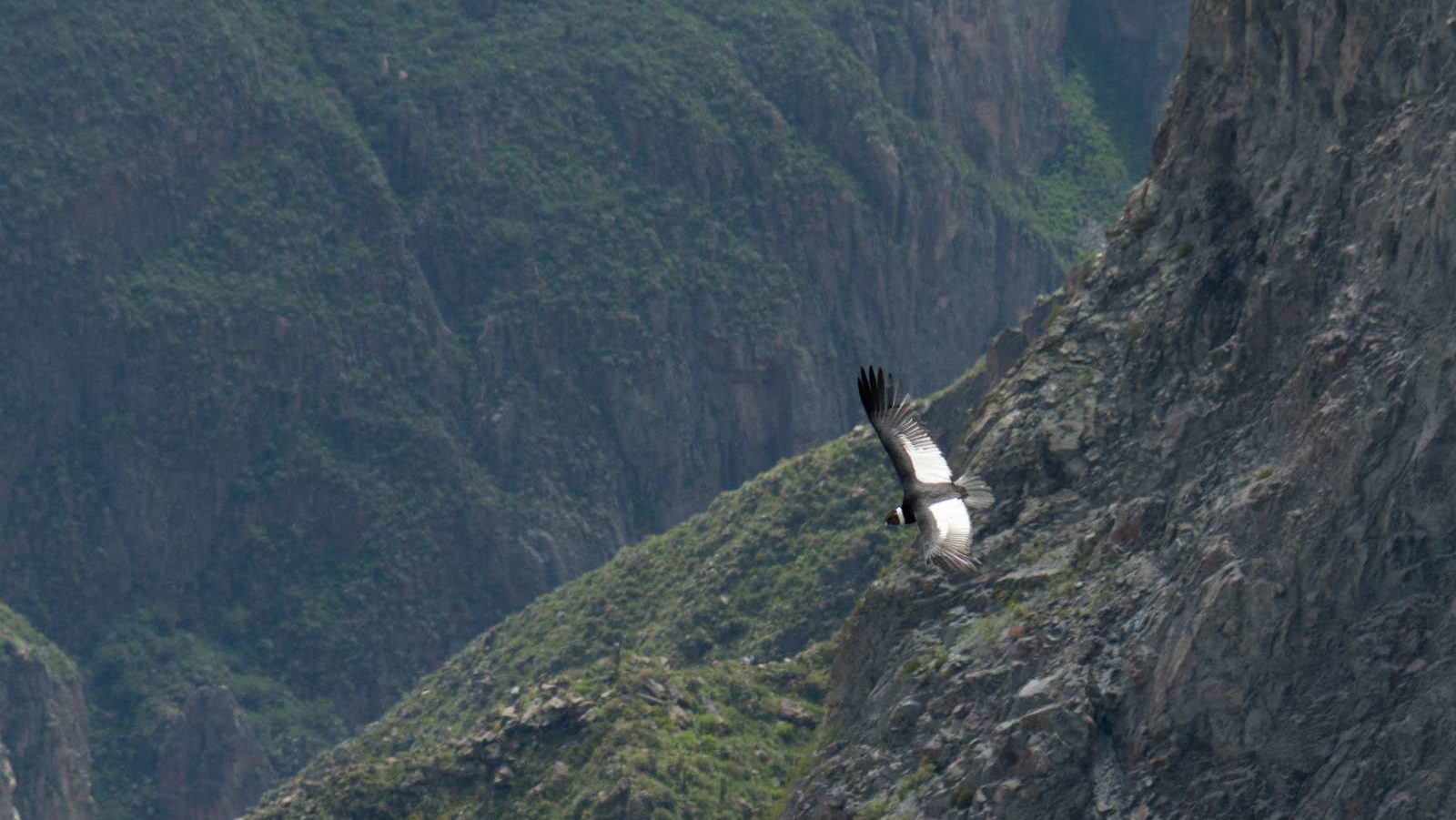 rondreis peru colca canyon, bergen met een foto