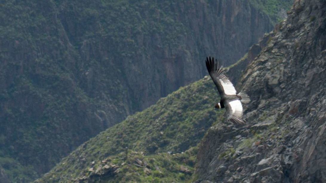 Rondreis Peru, Colca Canyon, vogel