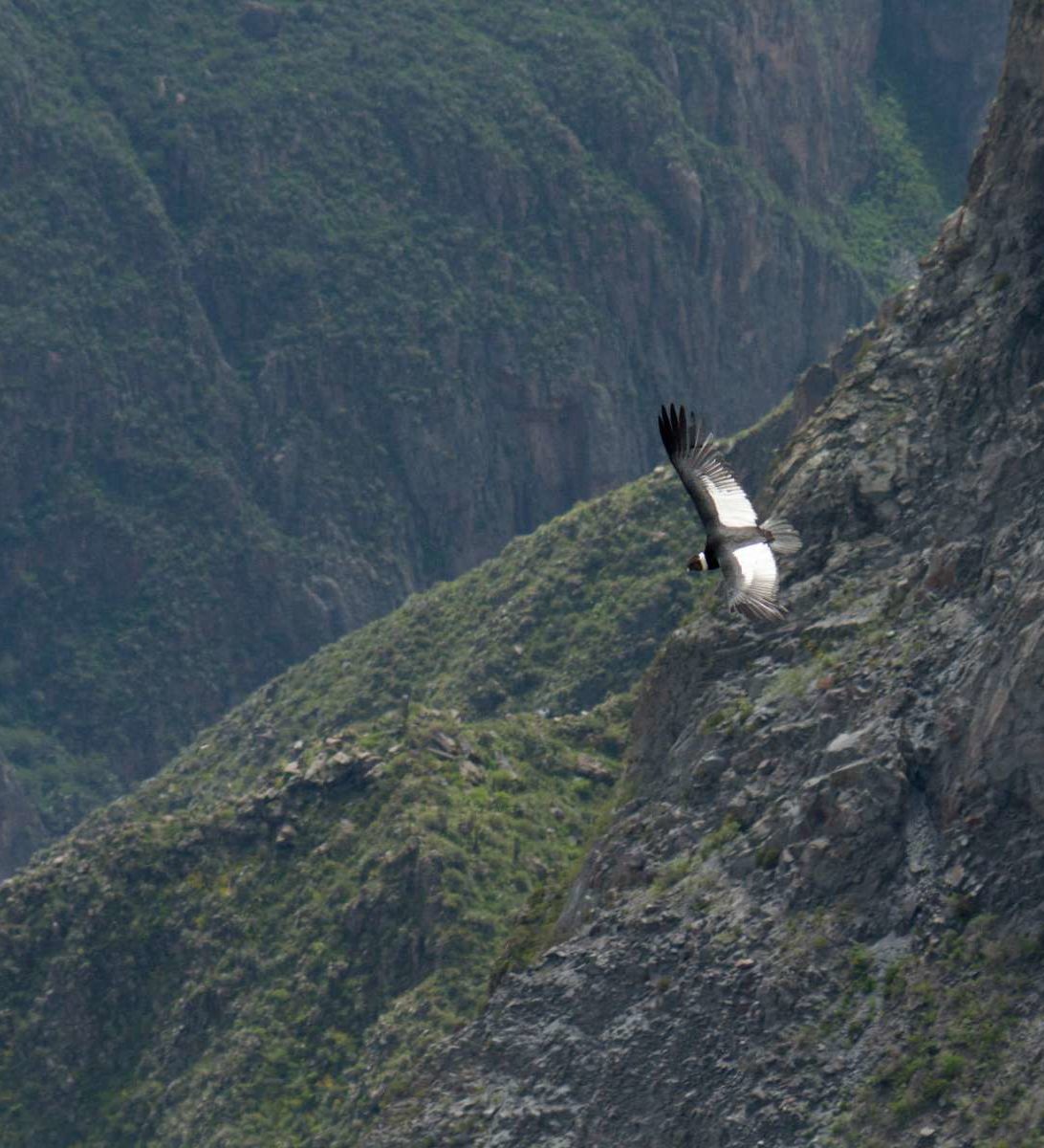 rondreis-peru-colca-canyon-hoogtepunt-1-aspect-ratio-382-420