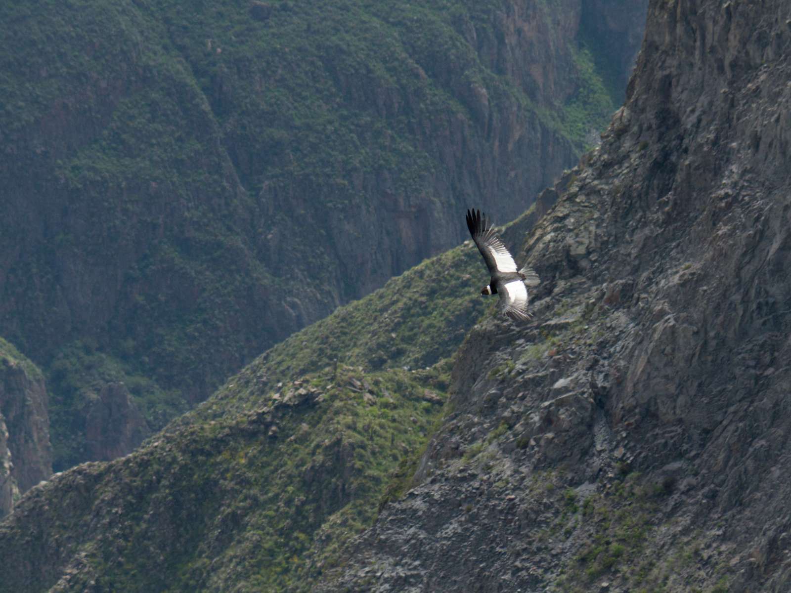 rondreis peru colca canyon volgel