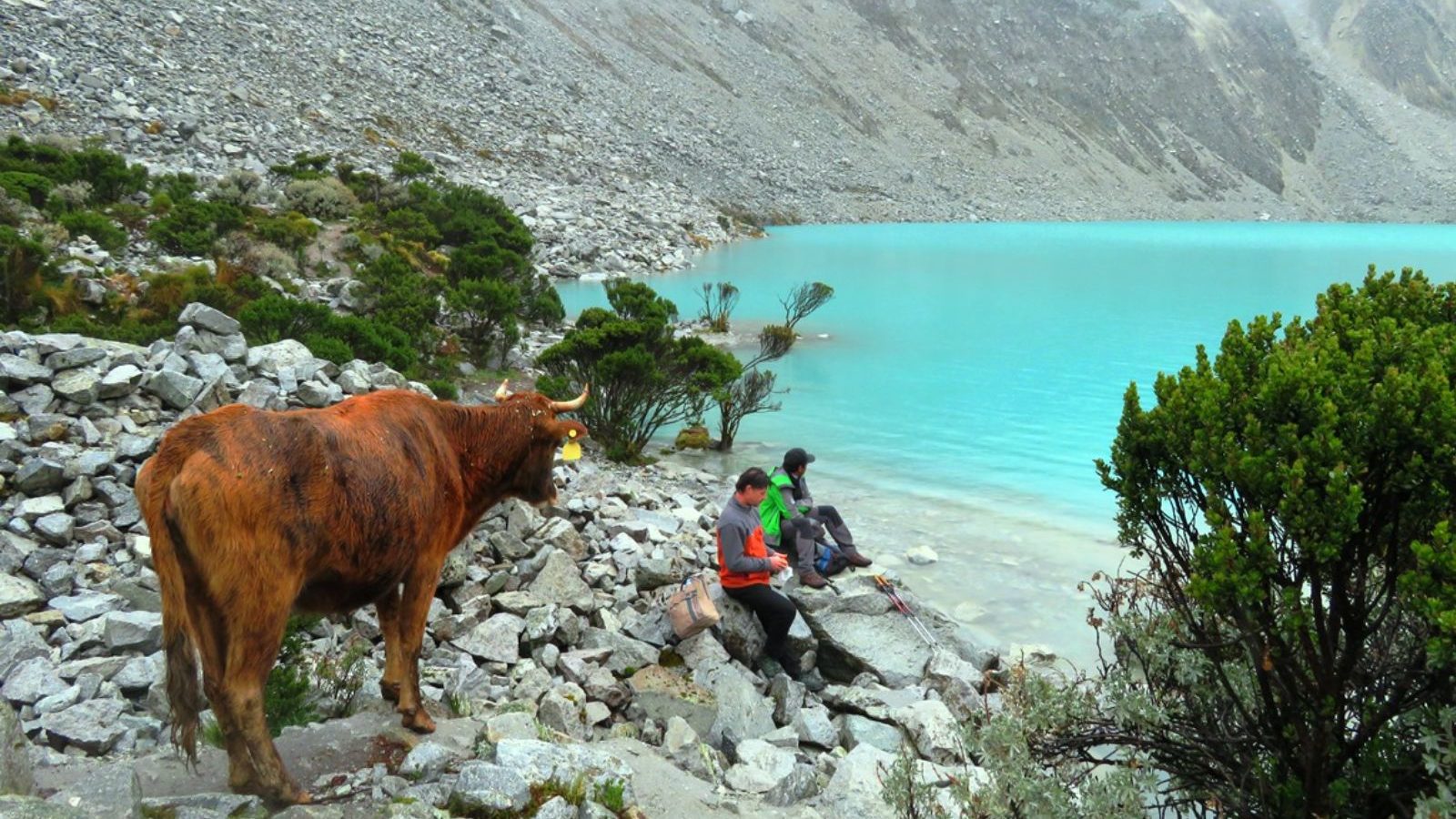 Rondreis Peru, Huaraz, mensen en een koe naast het meer