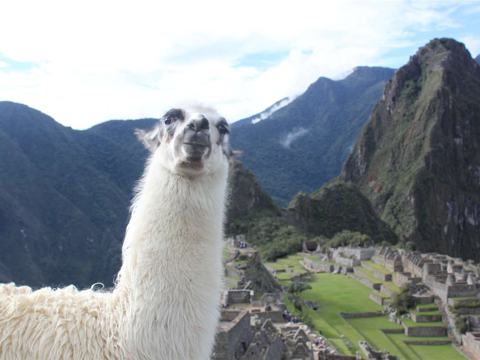 rondreis peru machu picchu lama