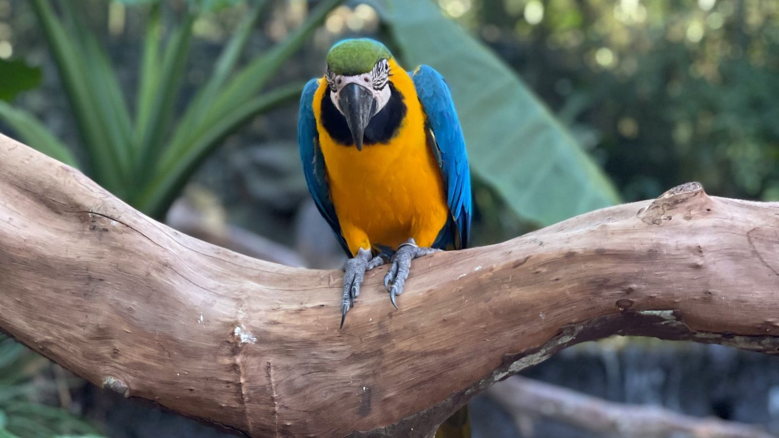 rondreis zuid amerika brazilie iguazu parque das aves, vogel op boomstronk