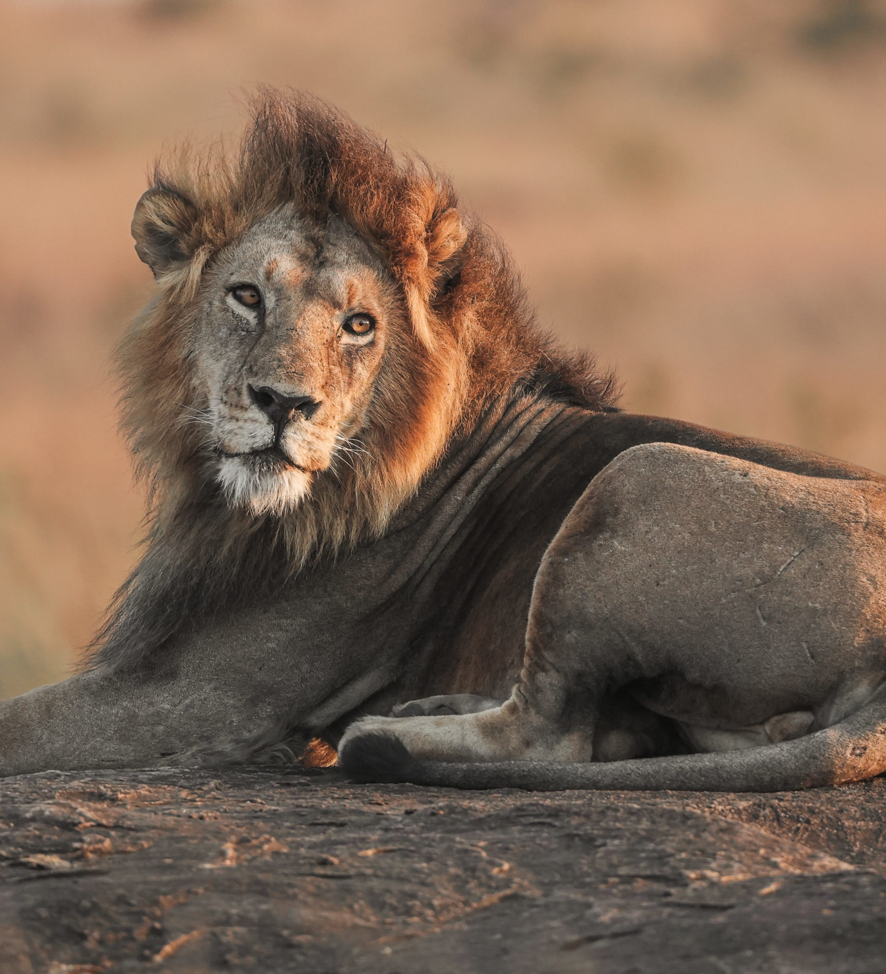 rondreis zuid afrika. baie mooi leeuw. header
