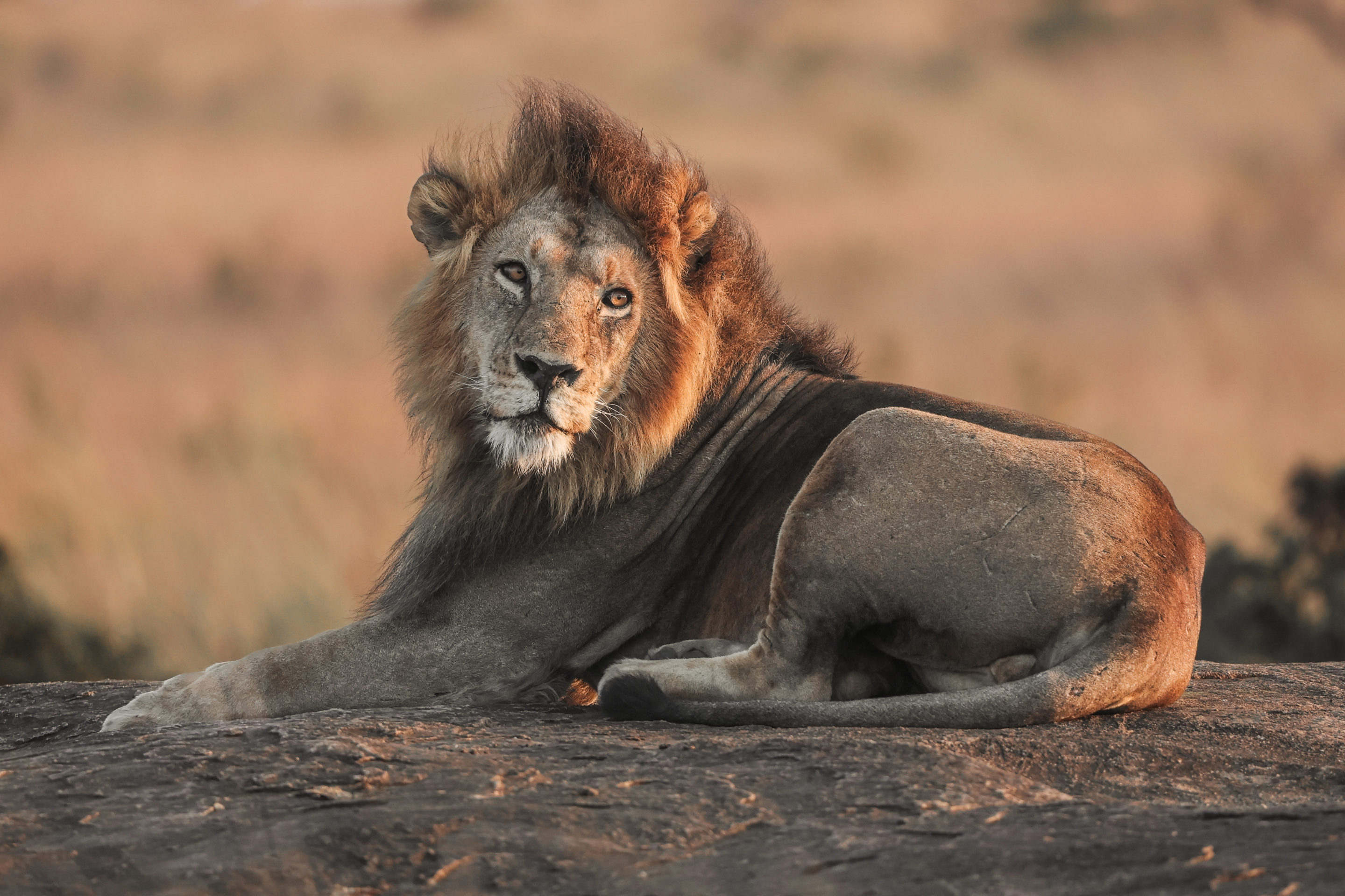 rondreis zuid afrika. baie mooi . leeuw. header