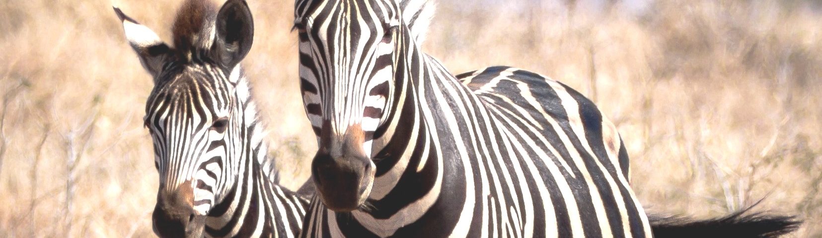 rondreis zuid afrika. Kruger en Garden Route header