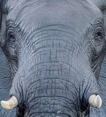 olifant in rivier