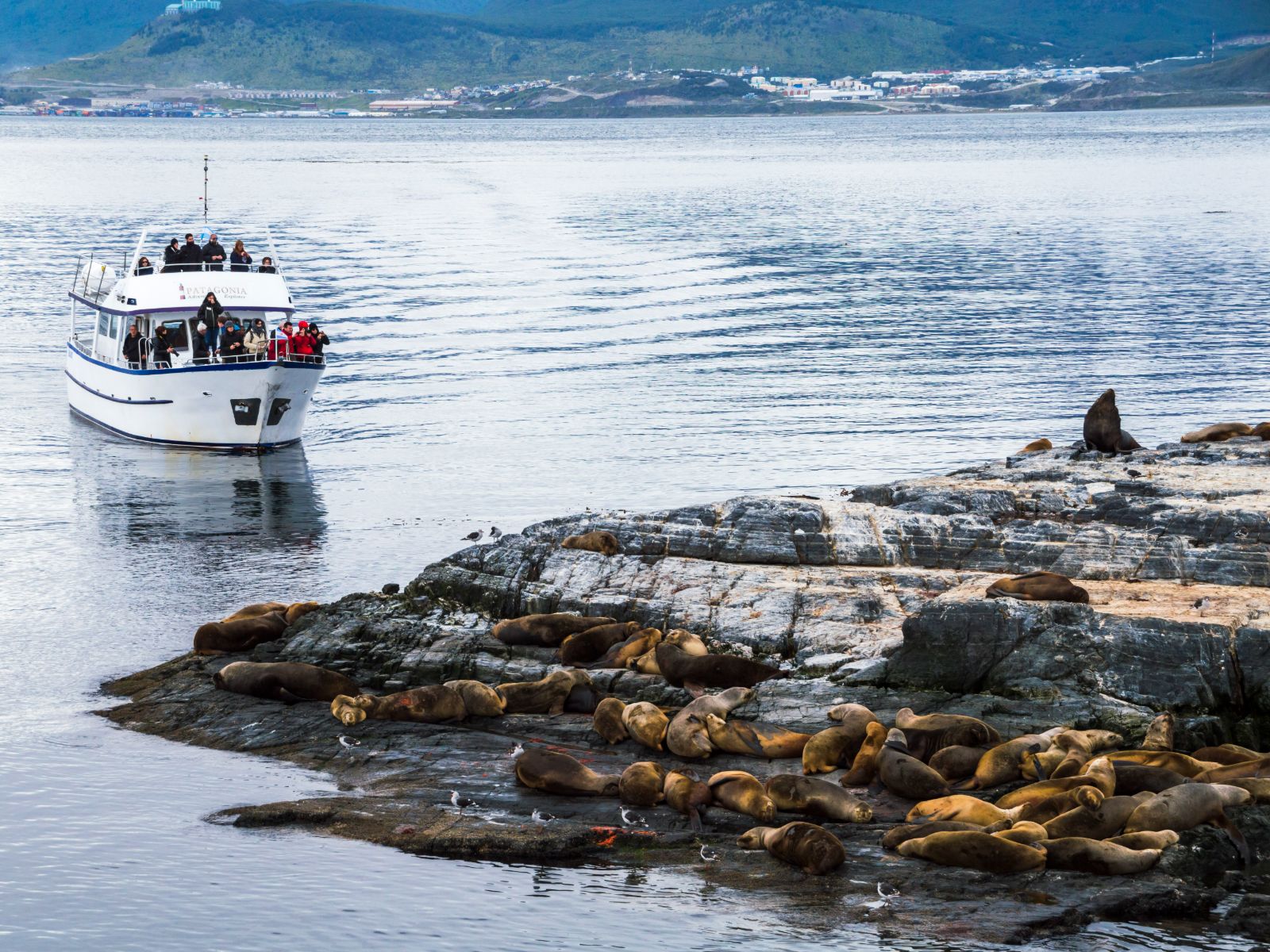 Argentinië, Ushuaia, boot Excursie zeehonden